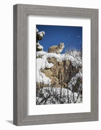 Bobcat (Lynx Rufus), Montana, United States of America, North America-Janette Hil-Framed Photographic Print