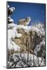 Bobcat (Lynx Rufus), Montana, United States of America, North America-Janette Hil-Mounted Photographic Print