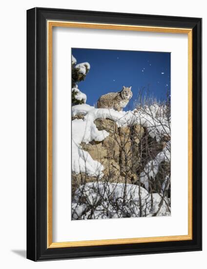 Bobcat (Lynx Rufus), Montana, United States of America, North America-Janette Hil-Framed Photographic Print