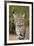 Bobcat, Lynx Rufus, sitting-Larry Ditto-Framed Premium Photographic Print