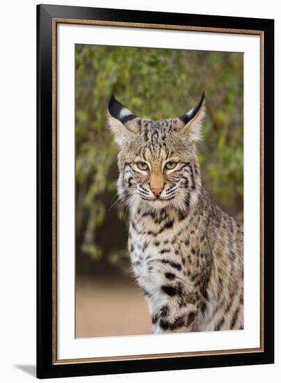 Bobcat, Lynx Rufus, sitting-Larry Ditto-Framed Premium Photographic Print