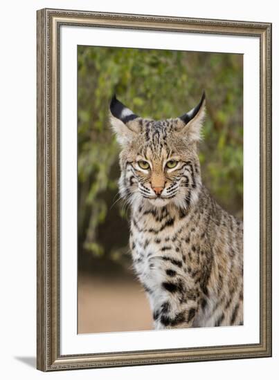 Bobcat, Lynx Rufus, sitting-Larry Ditto-Framed Premium Photographic Print