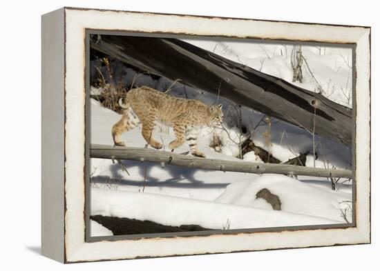 Bobcat (Lynx Rufus) Walking in Snow, Yellowstone National Park, Wyoming, USA, February-Paul Hobson-Framed Premier Image Canvas