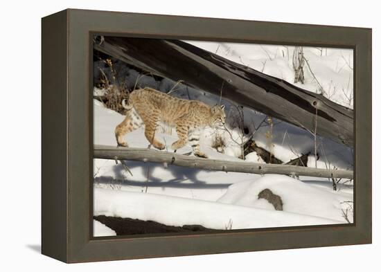 Bobcat (Lynx Rufus) Walking in Snow, Yellowstone National Park, Wyoming, USA, February-Paul Hobson-Framed Premier Image Canvas