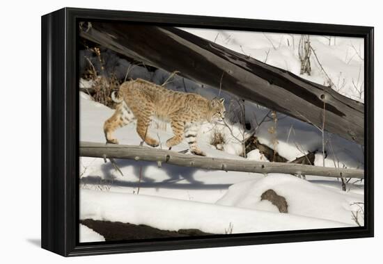 Bobcat (Lynx Rufus) Walking in Snow, Yellowstone National Park, Wyoming, USA, February-Paul Hobson-Framed Premier Image Canvas