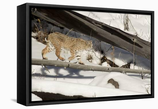 Bobcat (Lynx Rufus) Walking in Snow, Yellowstone National Park, Wyoming, USA, February-Paul Hobson-Framed Premier Image Canvas