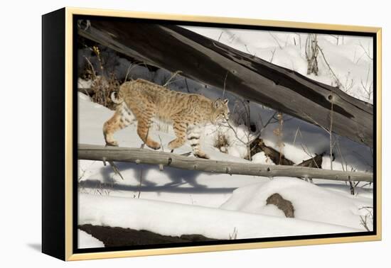 Bobcat (Lynx Rufus) Walking in Snow, Yellowstone National Park, Wyoming, USA, February-Paul Hobson-Framed Premier Image Canvas