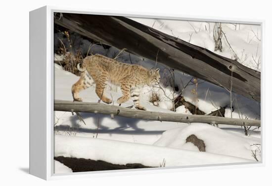 Bobcat (Lynx Rufus) Walking in Snow, Yellowstone National Park, Wyoming, USA, February-Paul Hobson-Framed Premier Image Canvas