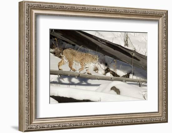 Bobcat (Lynx Rufus) Walking in Snow, Yellowstone National Park, Wyoming, USA, February-Paul Hobson-Framed Photographic Print