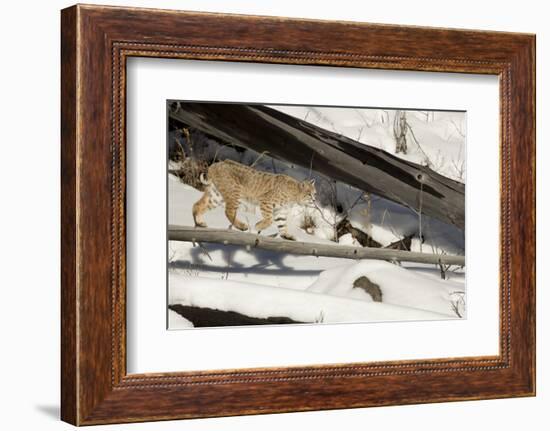 Bobcat (Lynx Rufus) Walking in Snow, Yellowstone National Park, Wyoming, USA, February-Paul Hobson-Framed Photographic Print