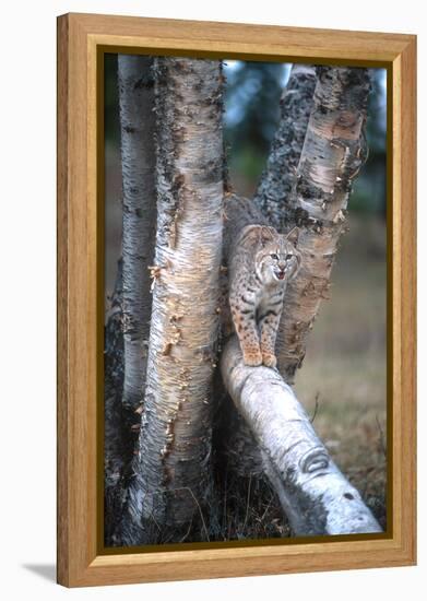 Bobcat on a Fallen Birch Limb-John Alves-Framed Premier Image Canvas