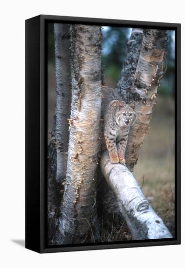 Bobcat on a Fallen Birch Limb-John Alves-Framed Premier Image Canvas