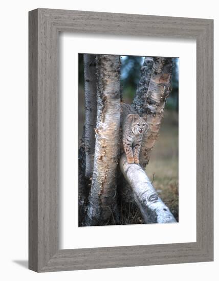 Bobcat on a Fallen Birch Limb-John Alves-Framed Photographic Print