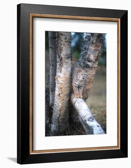 Bobcat on a Fallen Birch Limb-John Alves-Framed Photographic Print