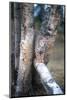 Bobcat on a Fallen Birch Limb-John Alves-Mounted Photographic Print