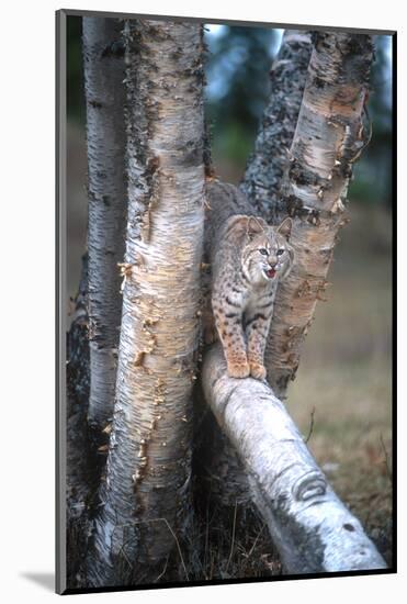 Bobcat on a Fallen Birch Limb-John Alves-Mounted Photographic Print