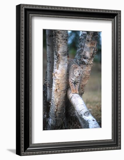 Bobcat on a Fallen Birch Limb-John Alves-Framed Photographic Print