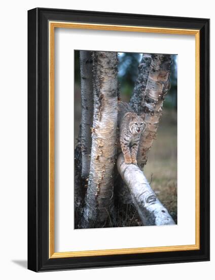 Bobcat on a Fallen Birch Limb-John Alves-Framed Photographic Print