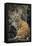 Bobcat on Rocks-DLILLC-Framed Premier Image Canvas