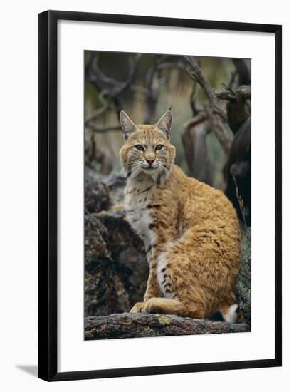 Bobcat on Rocks-DLILLC-Framed Photographic Print