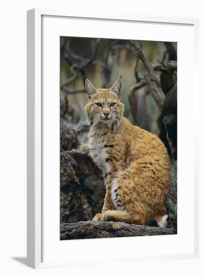 Bobcat on Rocks-DLILLC-Framed Photographic Print