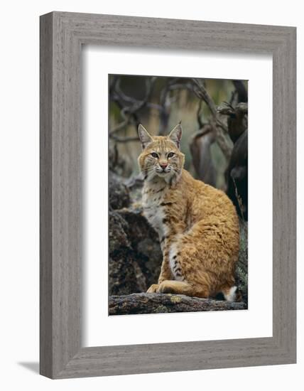 Bobcat on Rocks-DLILLC-Framed Photographic Print