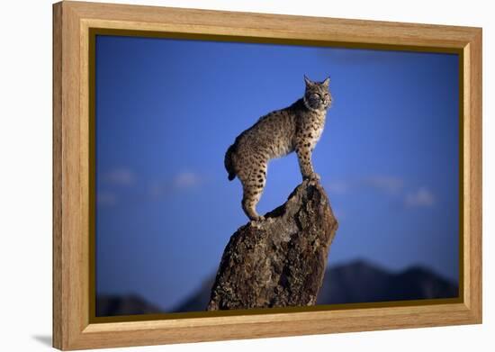 Bobcat Perched atop Rock-W^ Perry Conway-Framed Premier Image Canvas