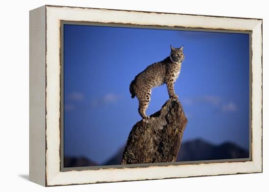 Bobcat Perched atop Rock-W^ Perry Conway-Framed Premier Image Canvas