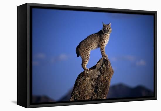 Bobcat Perched atop Rock-W^ Perry Conway-Framed Premier Image Canvas