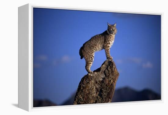 Bobcat Perched atop Rock-W^ Perry Conway-Framed Premier Image Canvas