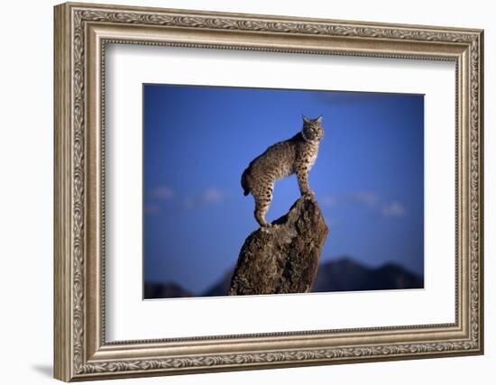 Bobcat Perched atop Rock-W^ Perry Conway-Framed Photographic Print