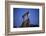 Bobcat Perched atop Rock-W^ Perry Conway-Framed Photographic Print