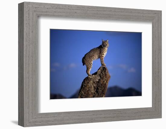 Bobcat Perched atop Rock-W^ Perry Conway-Framed Photographic Print