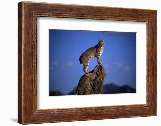 Bobcat Perched atop Rock-W^ Perry Conway-Framed Photographic Print