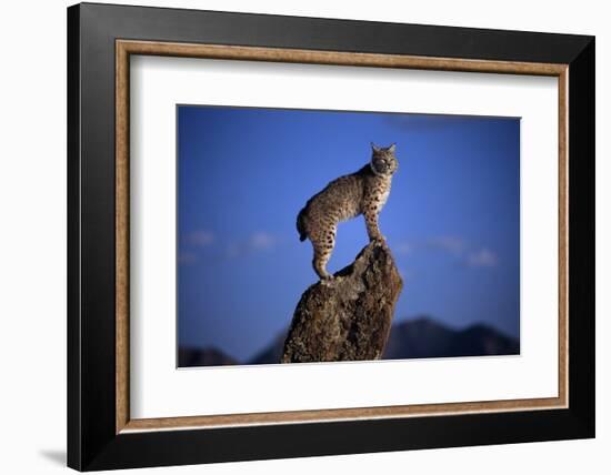 Bobcat Perched atop Rock-W^ Perry Conway-Framed Photographic Print