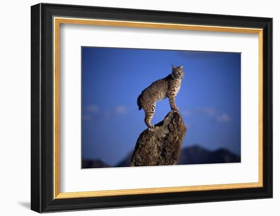 Bobcat Perched atop Rock-W^ Perry Conway-Framed Photographic Print