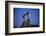 Bobcat Perched atop Rock-W^ Perry Conway-Framed Photographic Print