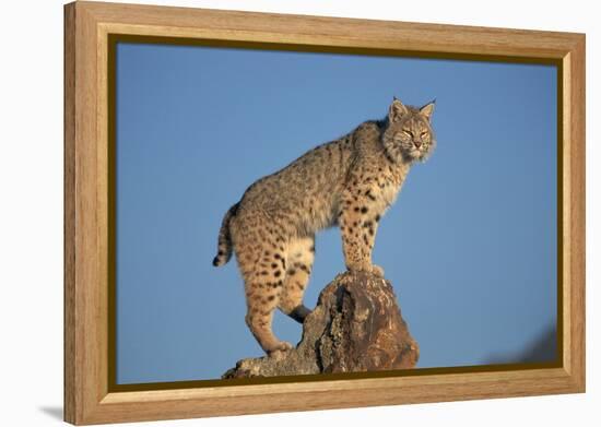 Bobcat Perched on Rocky Outcrop-W^ Perry Conway-Framed Premier Image Canvas