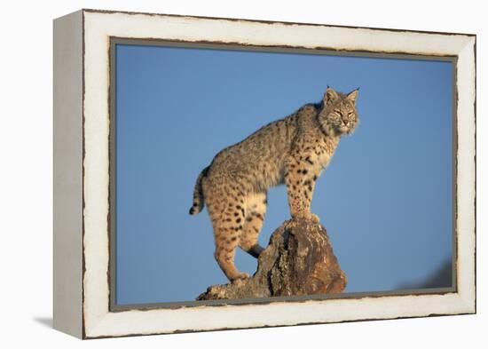 Bobcat Perched on Rocky Outcrop-W^ Perry Conway-Framed Premier Image Canvas