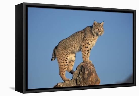 Bobcat Perched on Rocky Outcrop-W. Perry Conway-Framed Premier Image Canvas