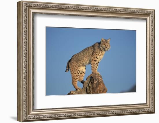 Bobcat Perched on Rocky Outcrop-W. Perry Conway-Framed Photographic Print