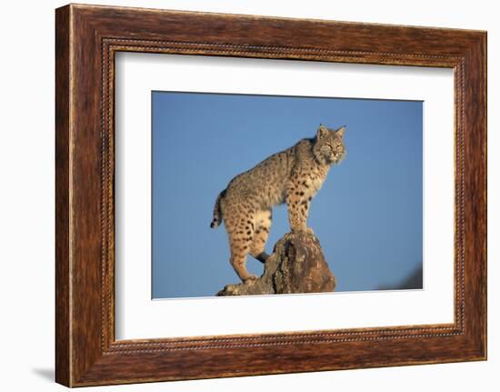 Bobcat Perched on Rocky Outcrop-W^ Perry Conway-Framed Photographic Print