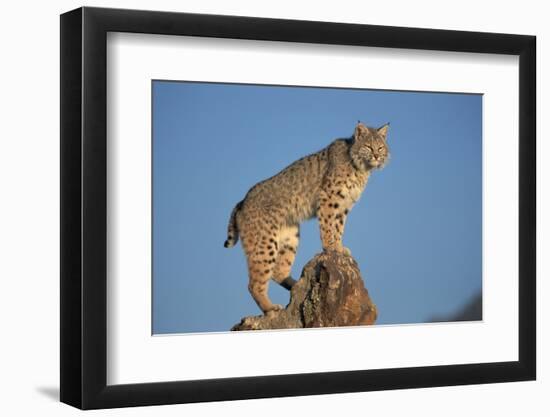 Bobcat Perched on Rocky Outcrop-W. Perry Conway-Framed Photographic Print