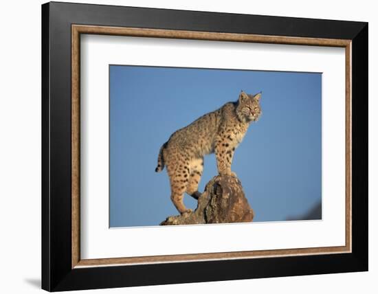 Bobcat Perched on Rocky Outcrop-W^ Perry Conway-Framed Photographic Print