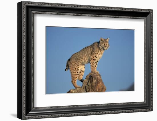 Bobcat Perched on Rocky Outcrop-W. Perry Conway-Framed Photographic Print