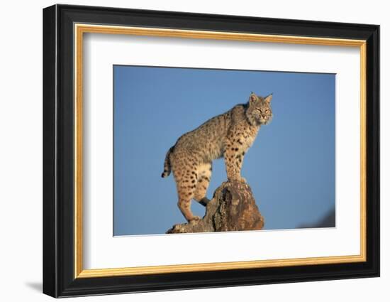 Bobcat Perched on Rocky Outcrop-W. Perry Conway-Framed Photographic Print