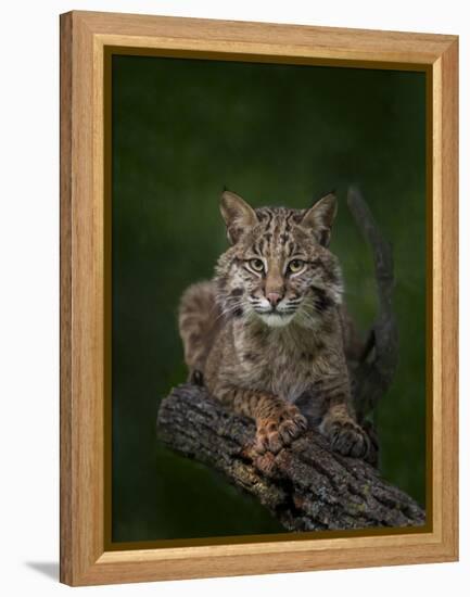Bobcat Poses on Tree Branch 2-Galloimages Online-Framed Premier Image Canvas