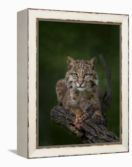 Bobcat Poses on Tree Branch 2-Galloimages Online-Framed Premier Image Canvas