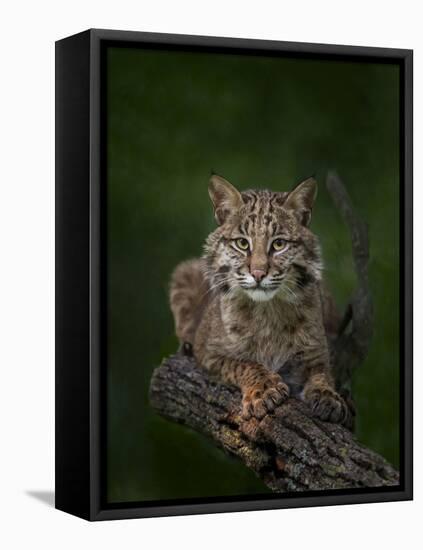 Bobcat Poses on Tree Branch 2-Galloimages Online-Framed Premier Image Canvas