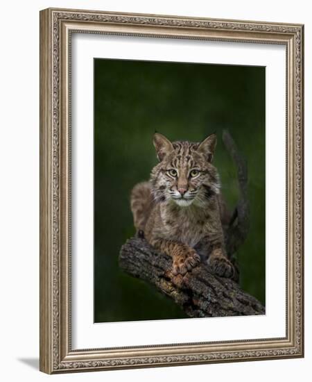 Bobcat Poses on Tree Branch 2-Galloimages Online-Framed Photographic Print